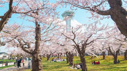 Touristes en promenade dans le parc de Goryokaku, à Hakodate, où les cerisiers en fleurs attirent chaque printemps de nombreux visiteurs.