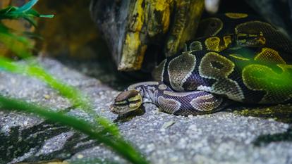 Des pythons ont été découverts par les carabiniers dans un terrarium clandestin en Italie.
