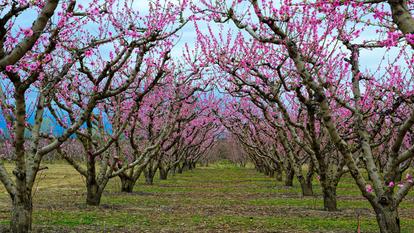 Au nord de la Grèce, la plaine de Veria se couvre chaque printemps de vergers de pêchers en fleurs. Ce spectacle éphémère attire des visiteurs venus de toute l’Europe.