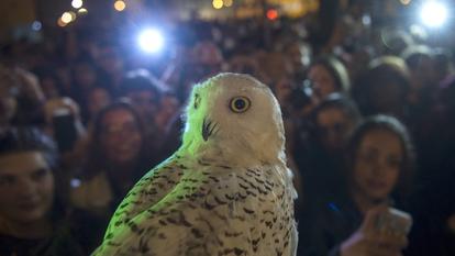 Un Harfang des neiges, l’espèce d’Hedwige, la chouette d’Harry Potter.