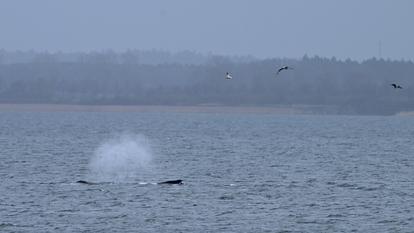 Des mouettes volent au-dessus d’une baleine à bosse qui a réussi à se libérer pendant la nuit d’un banc de sable dans les eaux peu profondes de la baie de Wismar dans la mer Baltique, près de Wismar, en Allemagne, le 31 mars 2026.