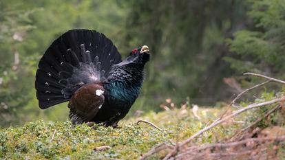 Le grand tétras (ou coq de bruyère) est un oiseau emblématique dans les Vosges, mais il a pratiquement disparu.