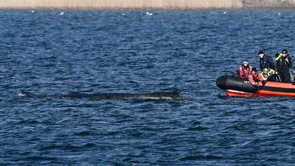 Des aides et des experts inspectent une baleine à bosse depuis un bateau alors qu’elle est échouée sur un banc de sable dans les eaux peu profondes de la baie de Wismar en mer Baltique, près de Wismar, en Allemagne, le 30 mars 2026.