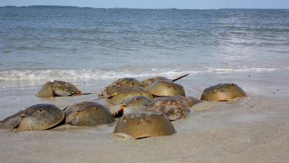 La limule ressemble à un crabe en forme de fer à cheval. Il en existe aujourd’hui quatre espèces, appartenant à une famille vieille de plus de 480 millions d’années.