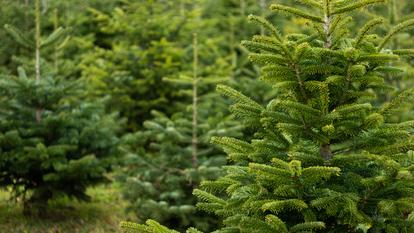 Le Morvan est le premier producteur français de sapins de Noël, avec 800.000 arbres. (Image d’illustration)
