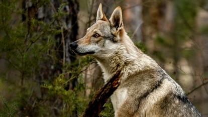 Au moins deux spécimens ont été identifiés dans le massif du Pilat et un troisième dans le Beaujolais.