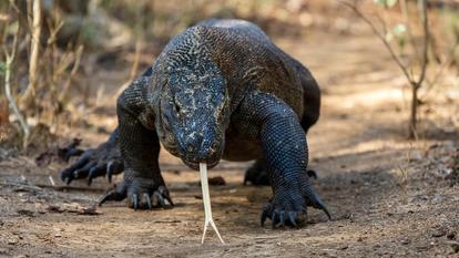 Le dragon de Komodo (Varanus komodoensis).