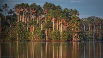 La forêt amazonienne à Lago Sandoval, Tambopata, Pérou.
