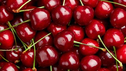 Selon les estimations de la profession, plus de 30.000 tonnes de cerises devraient être récoltées cette année en France, soit environ un tiers de plus qu’une année habituelle.