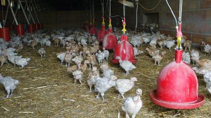 Un élevage de poulets fermiers, dans l’Ain.