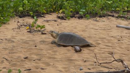 Une tortue olivâtre se dirige vers son lieu de ponte sur la plage de Rémire-Montjoly, en Guyane.