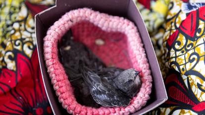 Un martinet au centre de réhabilitation CREAVES Namur pour les animaux sauvages pendant la vague de chaleur, le 21 juin 2026.