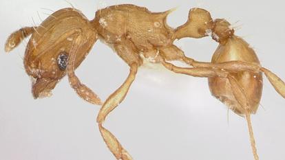 La fourmi électrique, de son nom scientifique Wasmannia auropunctata.