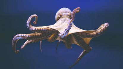 Peu nombreux il y a quelques années en dehors de la Méditerranée, ces habitants discrets des fonds rocheux et des herbiers pullulent désormais sur la façade atlantique.