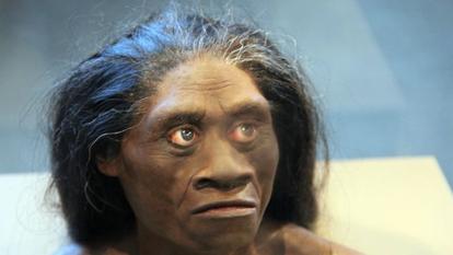 Découvert en 2003 sur l’île indonésienne de Florès, l’Homo floresiensis, qui ne mesurait guère plus d’un mètre, est ici reconstitué au National Museum of Natural History, à Washington.