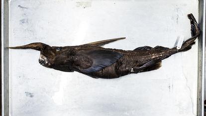 Des chercheurs costariciens disent avoir découvert dans l’océan Pacifique ce qu’ils pensent être une nouvelle espèce de requin fantôme, à San José, le 3 juillet 2026.