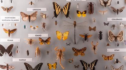 Des insectes au Muséum national d’histoire naturelle Smithsonian à Washington.