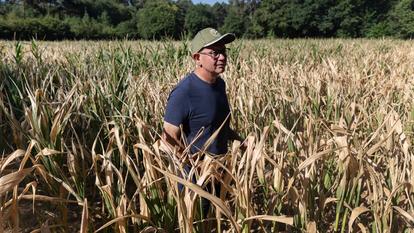 La filière du maïs devrait perdre 30 % de sa production, selon la ministre de l’Agriculture. (Photo d’illustration)