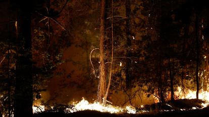 «Lorsqu’un petit feu de sous-bois se déclenche, léchant l’écorce des arbres, ce n’est pas grave, c’est même bénéfique», affirme Jean-Baptiste Filippi.