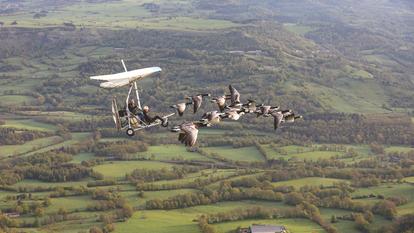 Au-dessus de la vallée de l’Alagnon, l’escadrille des oies bernaches nonnettes accompagne Charlie Fox, l’ULM piloté par Christian Moullec.