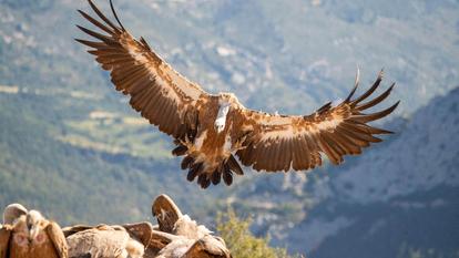 Alors que le nombre d’agressions de ces rapaces sur des animaux non vulnérables augmente, éleveurs et associations sont partagés sur les mesures à mettre en œuvre pour protéger les cheptels.