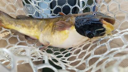 Un poisson-chat atteint d’un cancer de la peau, transmissible d’un animal à l’autre.