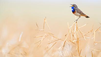 En France, les oiseaux ont été les premières victimes recensées.