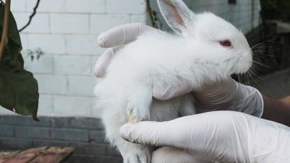 La précocité et l’intensité des vagues de chaleur bousculent le quotidien des animaux de compagnie et mettent les services de soins sous tension.