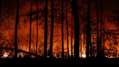 De la fumée et des flammes s’élèvent à Le Porge alors qu’un feu de forêt brûle dans une zone forestière du département de la Gironde.