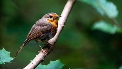 Ces passereaux comprennent de petits animaux, comme les rouges-gorges (ci-dessus), mais aussi des volatiles de plus grande taille.