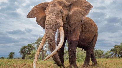 Un grand éléphant Craig dans le parc national d’Amboseli, au Kenya.