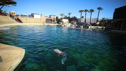 Un dauphin dans l’enceinte du parc Marineland d’Antibes.