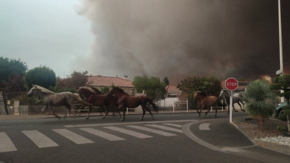 Les chevaux des écuries D’en Hill fuyant les flammes dans les rues de Biscarrosse, le 23 juillet 2026.