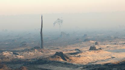 Une forêt brûlée près de Saumos, en Gironde, le 28 juillet 2026.