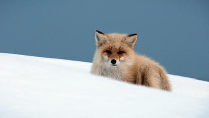 Japon, un nouveau monde sauvage sur Ushuaia TV.