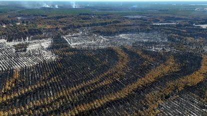Une vue par drone montre des arbres brûlés dans une forêt touchée par un incendie, à Biscarrosse, dans le département des Landes, le 28 juillet.