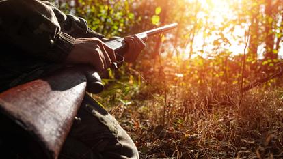 Pour la plupart des espèces chassables en France, la période de chasse à tir commence le 13 septembre.