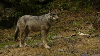 Un loup gris commun