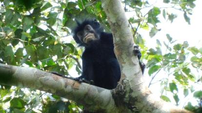 Le likweli, ou Colobus congoensis, vit dans la forêt tropicale.