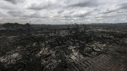 Un paysage calciné sur le site de l’incendie de Suffolk, en Grande-Bretagne, le 31 juillet 2026.