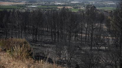 En 2025, près de 20 000 hectares de forêt ont été ravagés par les flammes pour 15 000 départs de feu, selon le bilan de l’ONF.