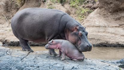 Un bébé hippopotame et sa mère (image d’illustration).