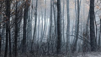 La pluie tombe après des incendies de forêt dévastateurs à Le Porge, département de la Gironde, France, le 3 août 2026.