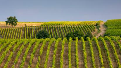 Ailleurs en France, les vendanges ont elles aussi connu une précocité historique, après avoir démarré dès jeudi en Champagne, et dans le Bordelais pour les crémants. Le Languedoc-Roussillon a, lui, commencé dès juillet.