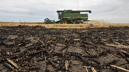 C’est sans aucun doute pour les producteurs de fruits et légumes que la situation est la plus critique. Les premières estimations font état de pertes pouvant atteindre − 30 à − 70 % pour certaines productions.