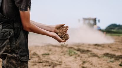 Un agriculteur inspecte une parcelle particulièrement asséchée par le manque de précipitations et les fortes chaleurs, à Lanmeur (29).