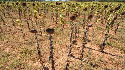 Un champ de tournesols ravagé par la vague de chaleur, des températures élevées et du manque d’eau, à Mauguio (Hérault), le 7 août 2026.