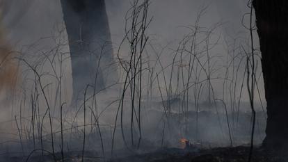 Incendie de forêt près de Saint-Jean-d’Illac, près de Bordeaux, en Gironde, le 9 août 2026.