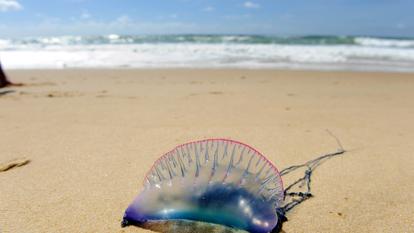 La physalie, animal marin venimeux et cousine de la méduse, possède une voile colorée flottant au-dessus de l’eau et des filaments venimeux très urticants pouvant mesurer trente mètres de long .