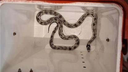 Le Lampropeltis getula appartient à la famille des Colubridae. Il est très répandu aux États-Unis et au Mexique et se nourrit de lézards et d’autres serpents, notamment de crotales.